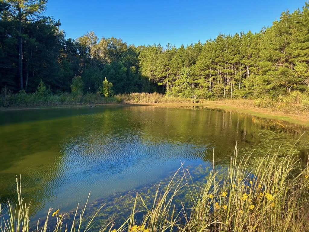 Smithdale MS 100+- Acres For Sale
