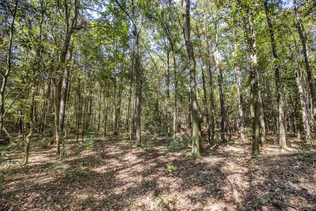 Turnkey Property in Amite County Connected to Caston Creek