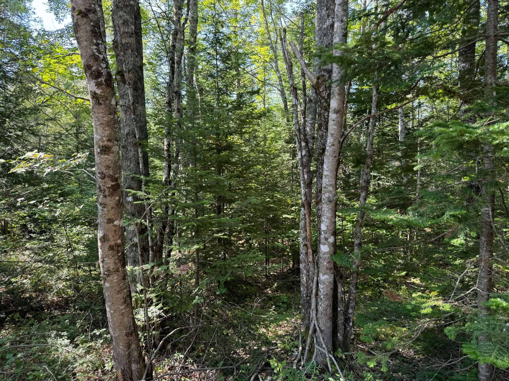 21 Acre Wooded Lot