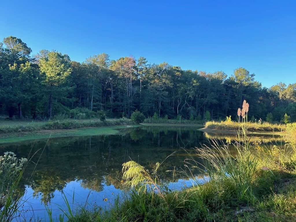 Smithdale MS 100+- Acres For Sale