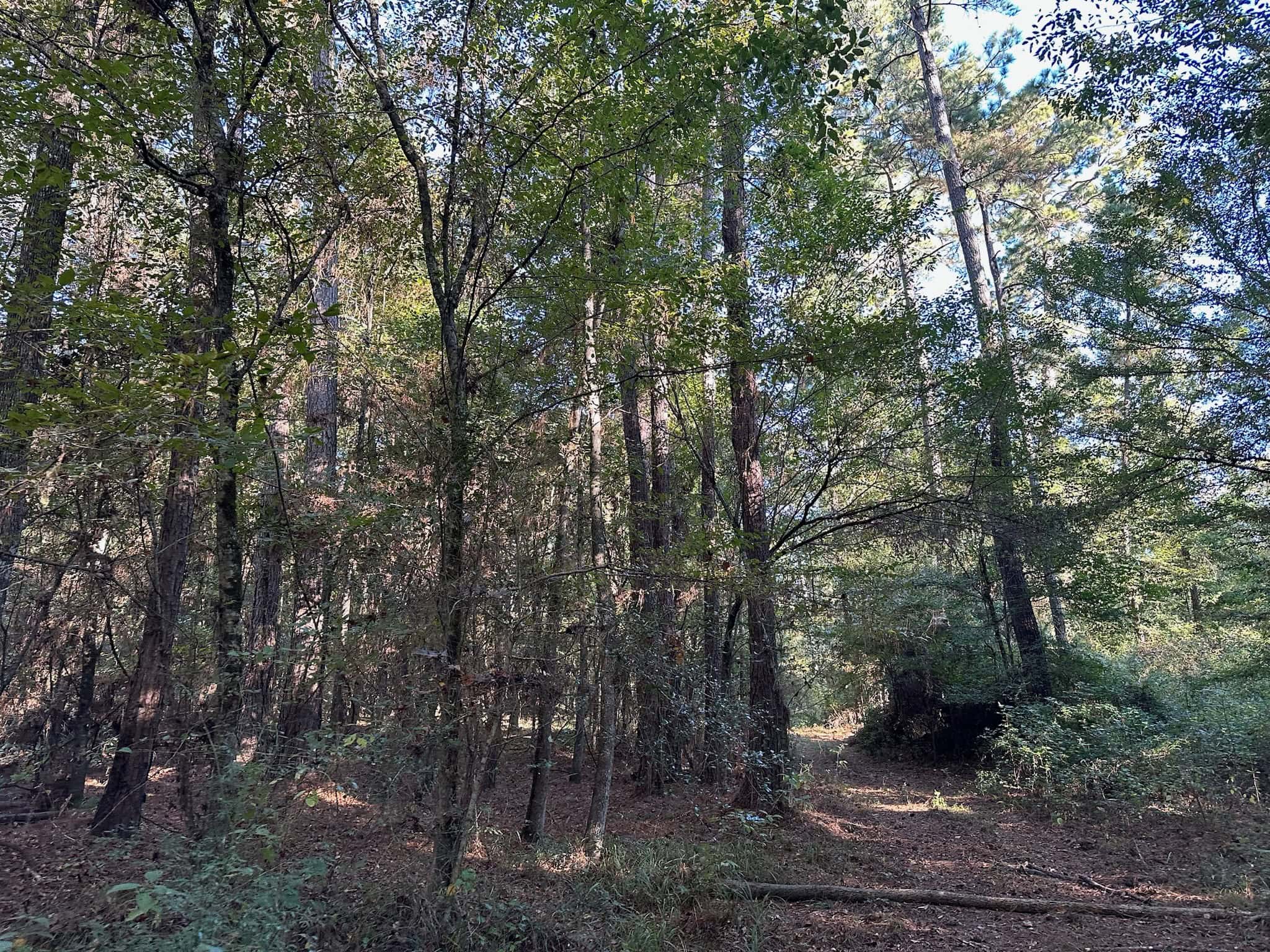 Hunting and Timberland Tract for sale in North Louisiana