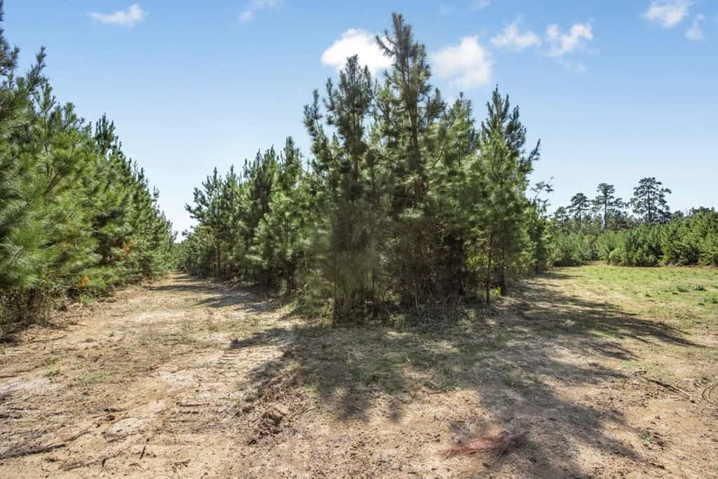 Franklin County Land Adjoining Homochitto National Forest