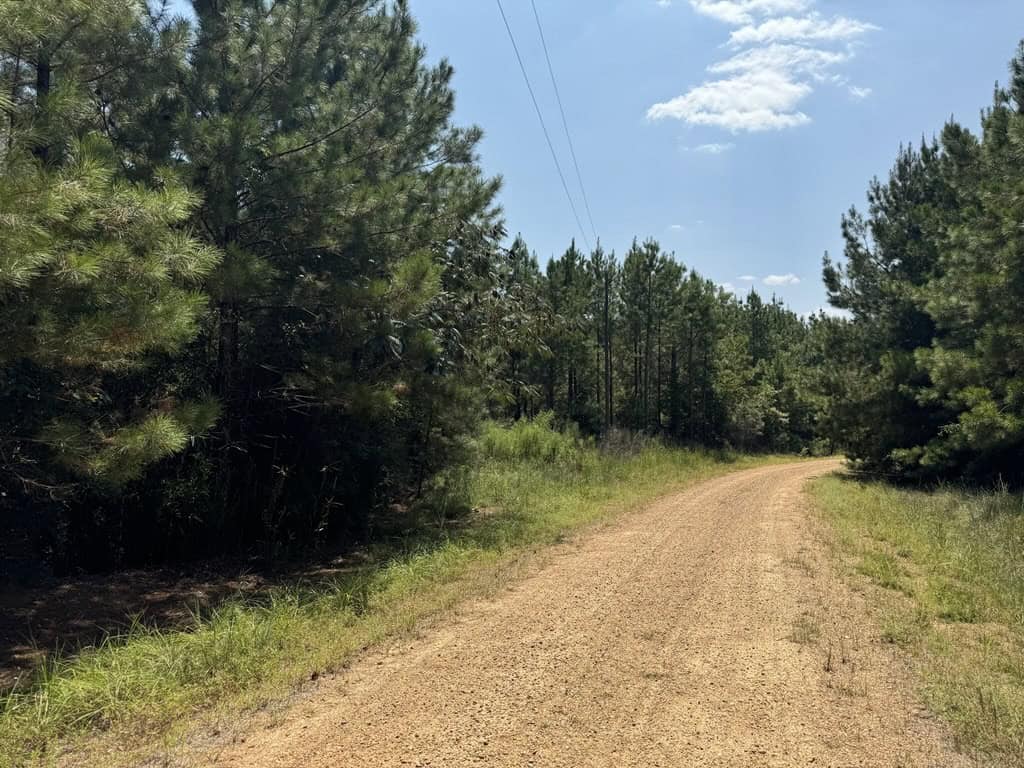 45 Acre Timberland Hunting Lincoln County South MS