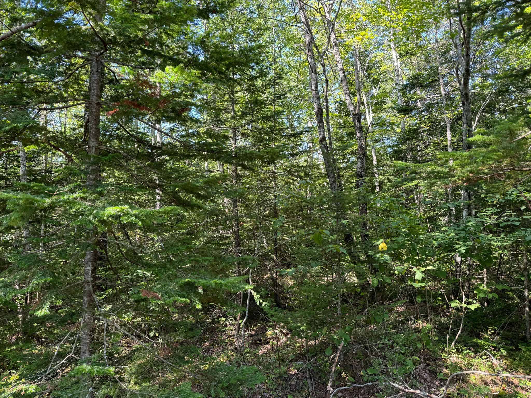 21 Acre Wooded Lot
