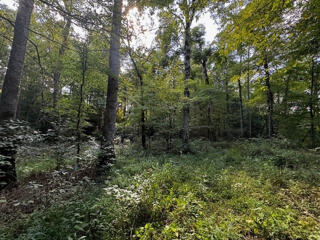 206 Acres on the Meherrin River – Hunting & Timber Land, VA