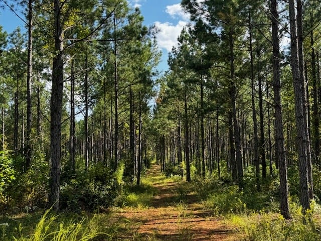 206 Acres on the Meherrin River – Hunting & Timber Land, VA