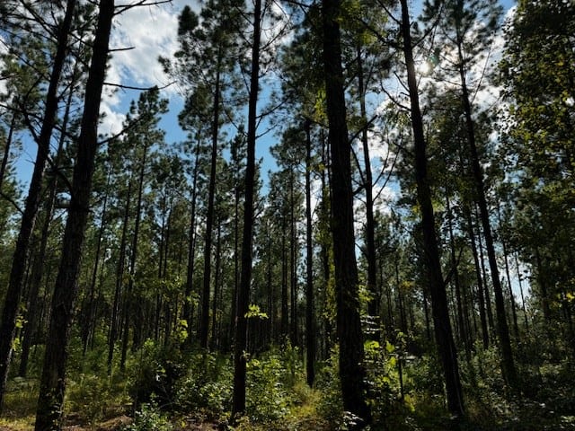 206 Acres on the Meherrin River – Hunting & Timber Land, VA