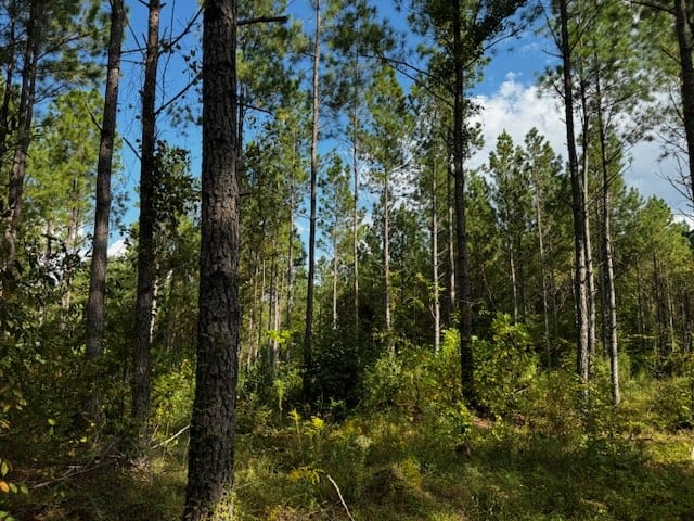 206 Acres on the Meherrin River – Hunting & Timber Land, VA
