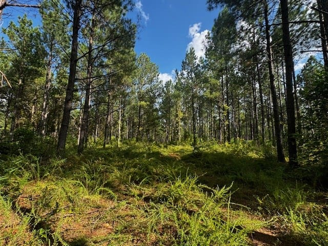 206 Acres on the Meherrin River – Hunting & Timber Land, VA