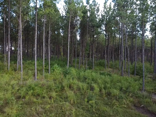 206 Acres on the Meherrin River – Hunting & Timber Land, VA