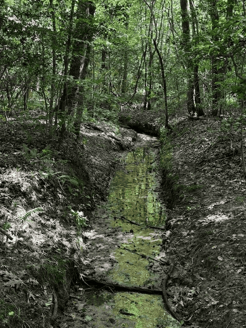 206 Acres on the Meherrin River – Hunting & Timber Land, VA