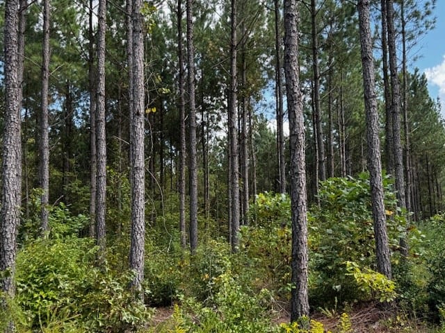 206 Acres on the Meherrin River – Hunting & Timber Land, VA