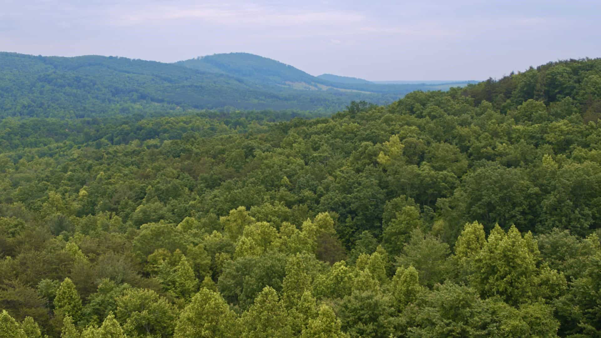 NC Land For Sale/ Large Acreage For Sale/ Timberland UC Hunting