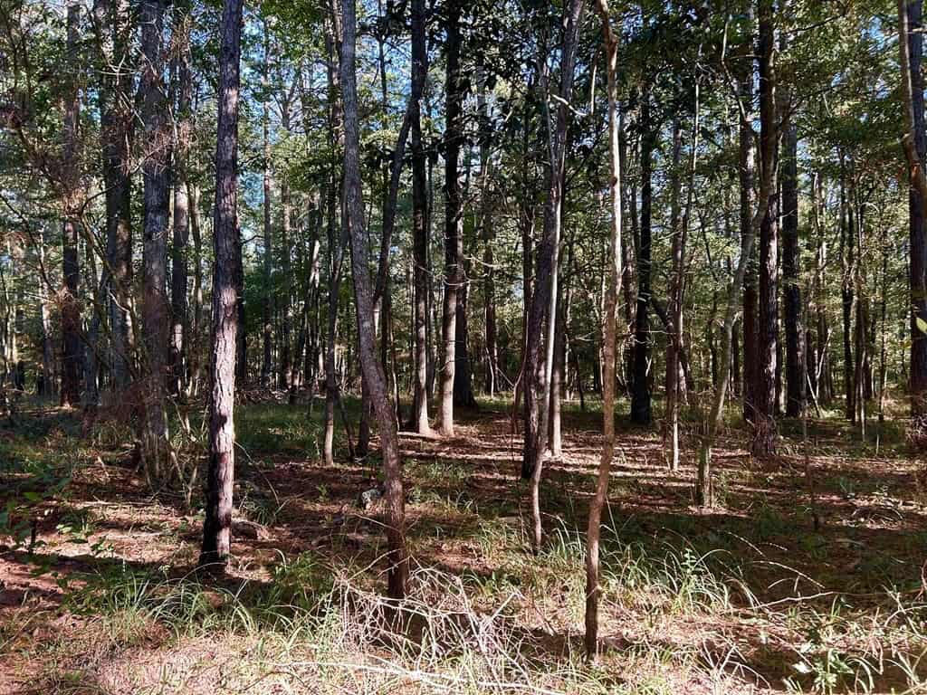 Smithdale MS 80+- Acres For Sale