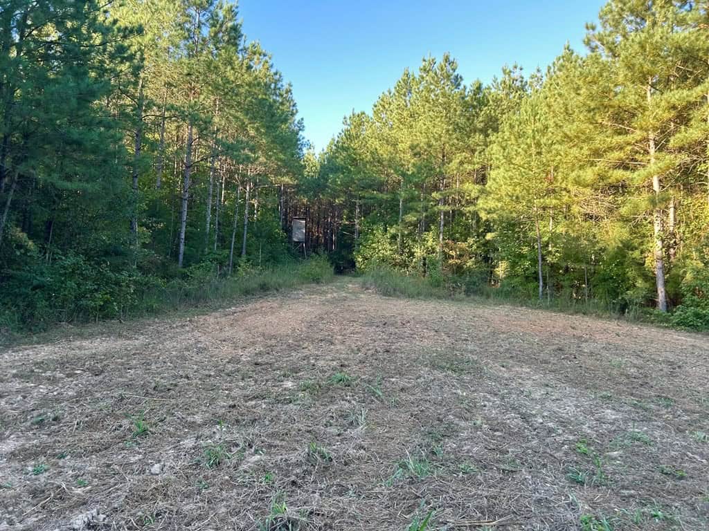 Smithdale MS 100+- Acres For Sale