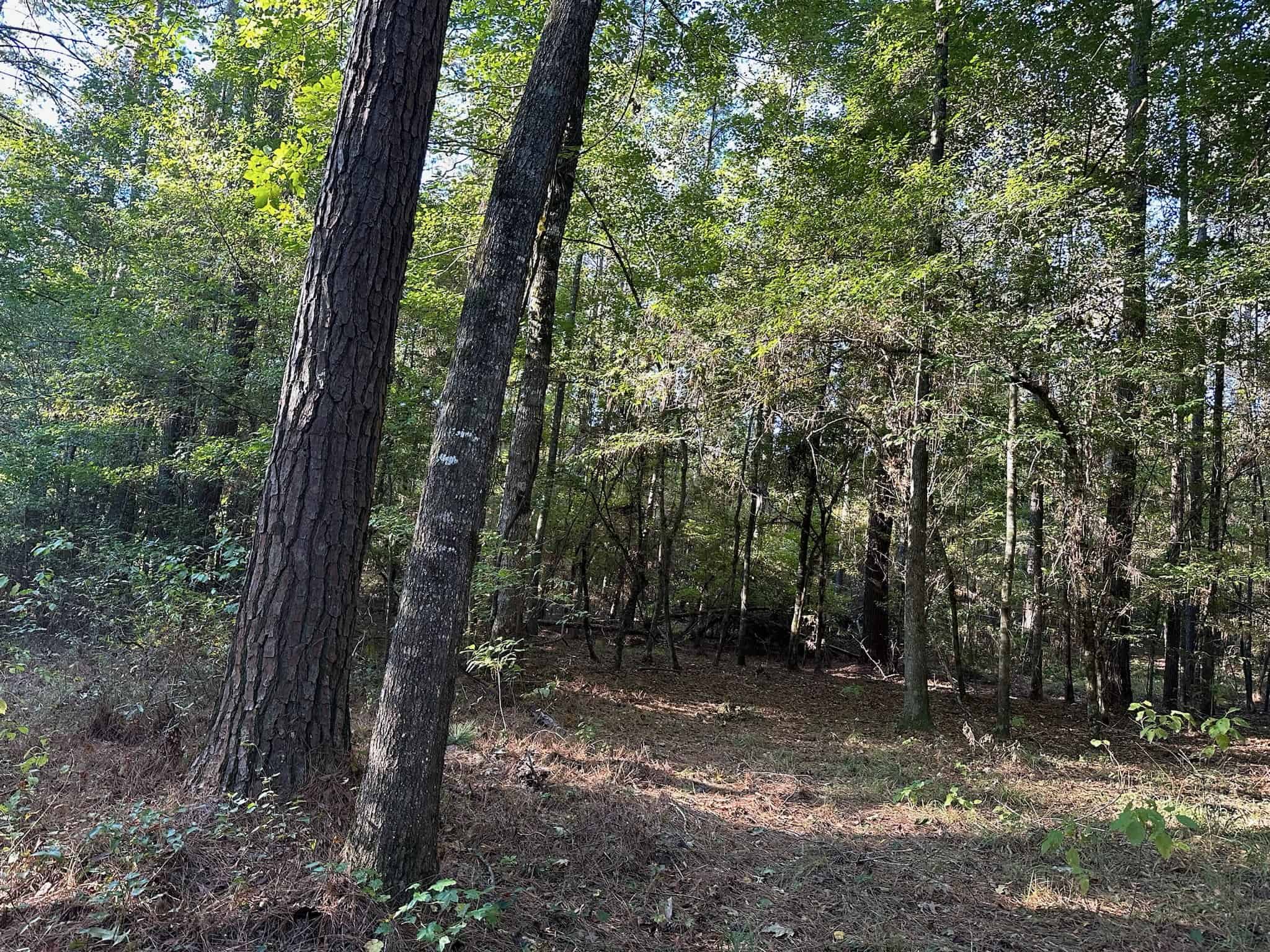 Hunting and Timberland Tract for sale in North Louisiana