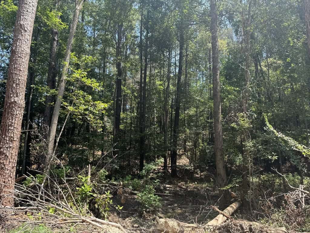 296 Acre Timberland for Sale with Creek Southwest MS