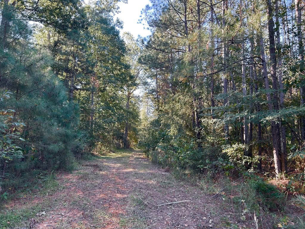 Smithdale MS 80+- Acres For Sale