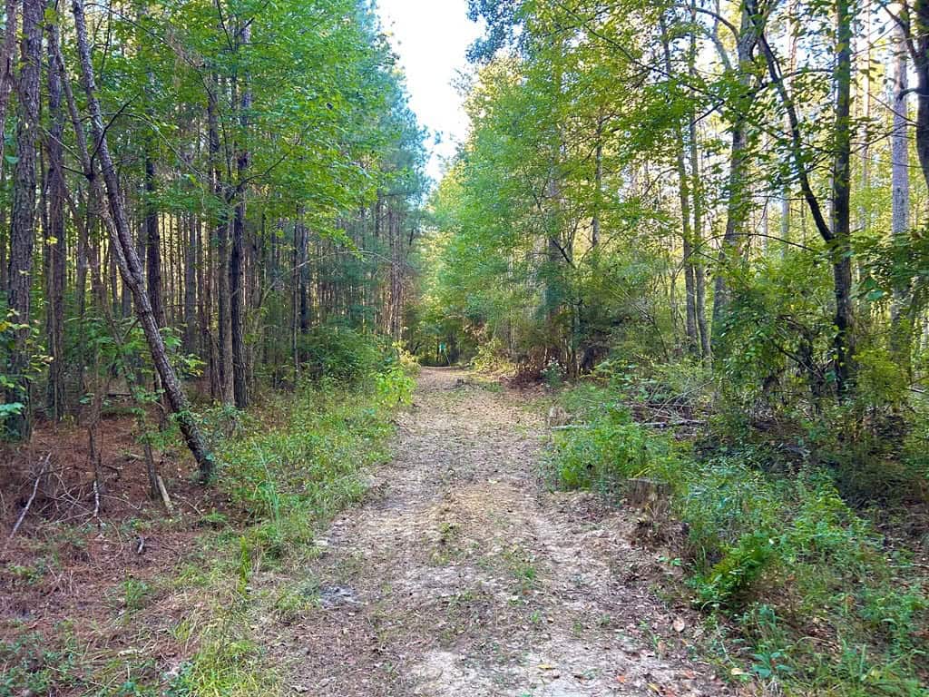 Smithdale MS 100+- Acres For Sale
