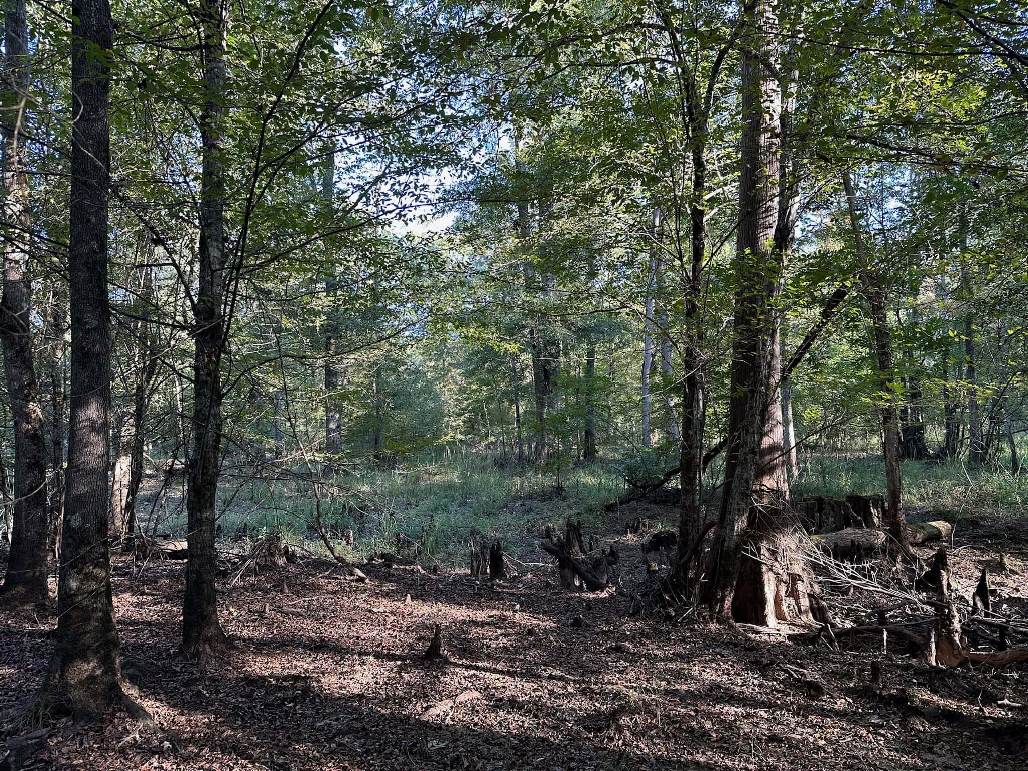 Hunting and Timberland Tract for sale in North Louisiana