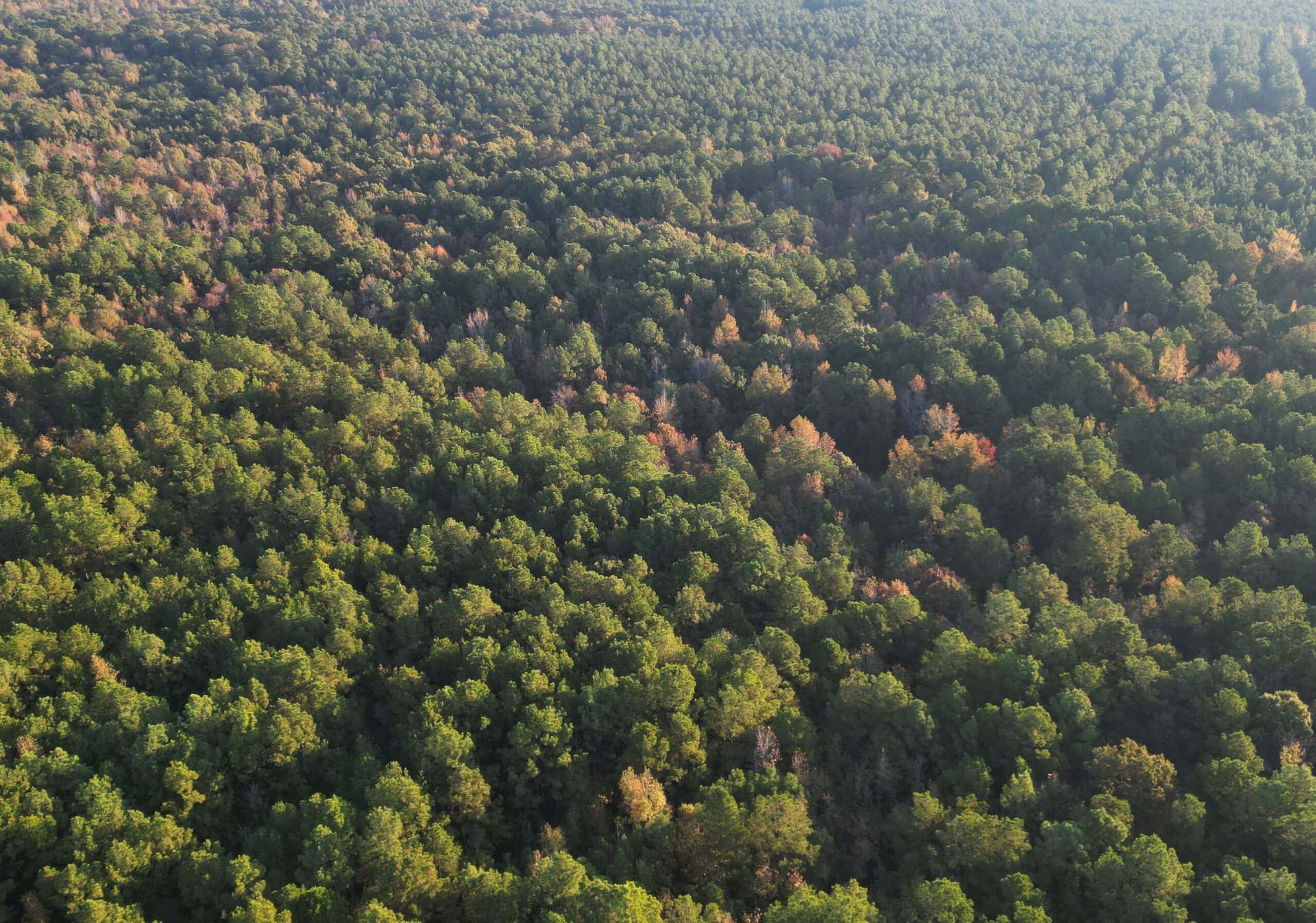 34.82 Ac. Of Miller Co. AR Hunting, Homestead, Timberland