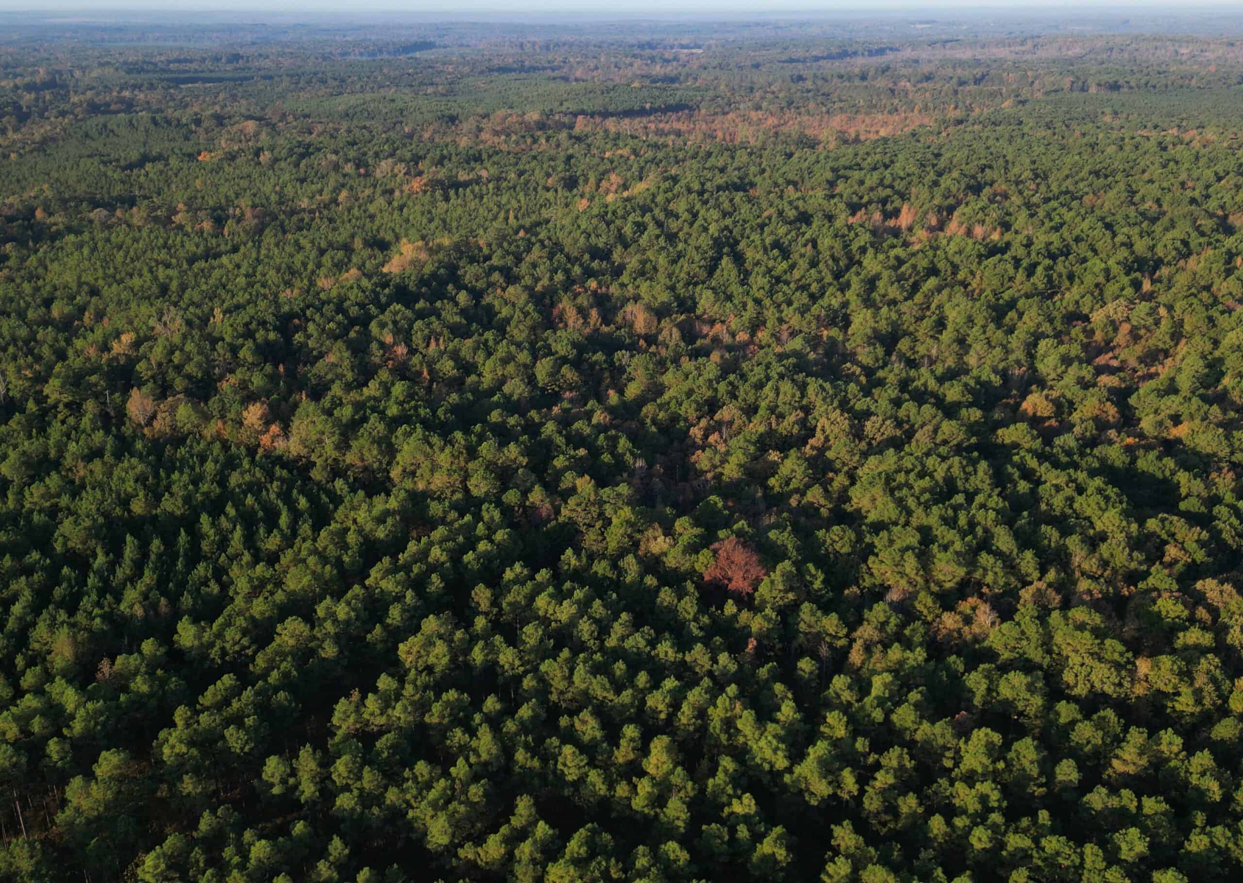 34.82 Ac. Of Miller Co. AR Hunting, Homestead, Timberland