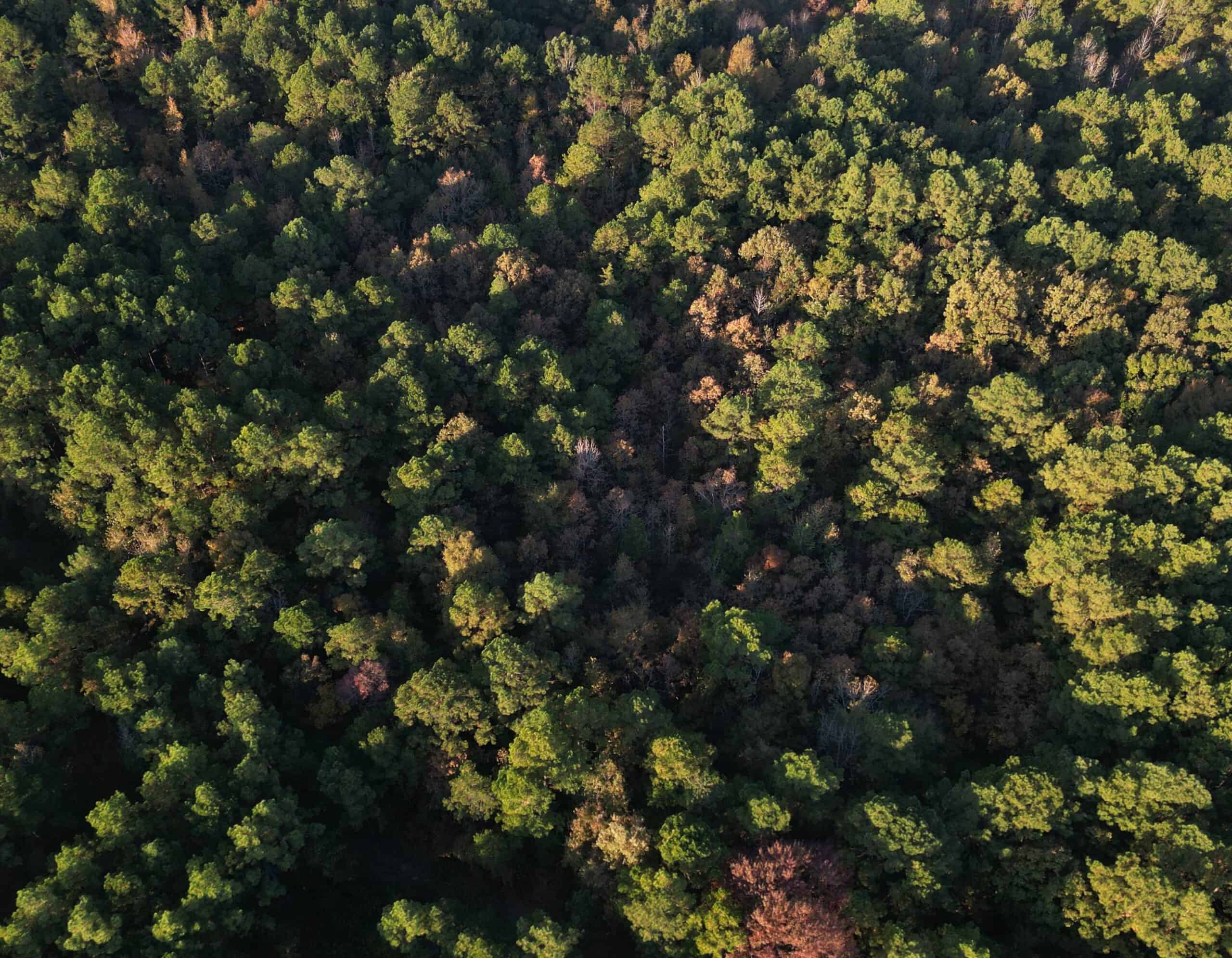 34.82 Ac. Of Miller Co. AR Hunting, Homestead, Timberland