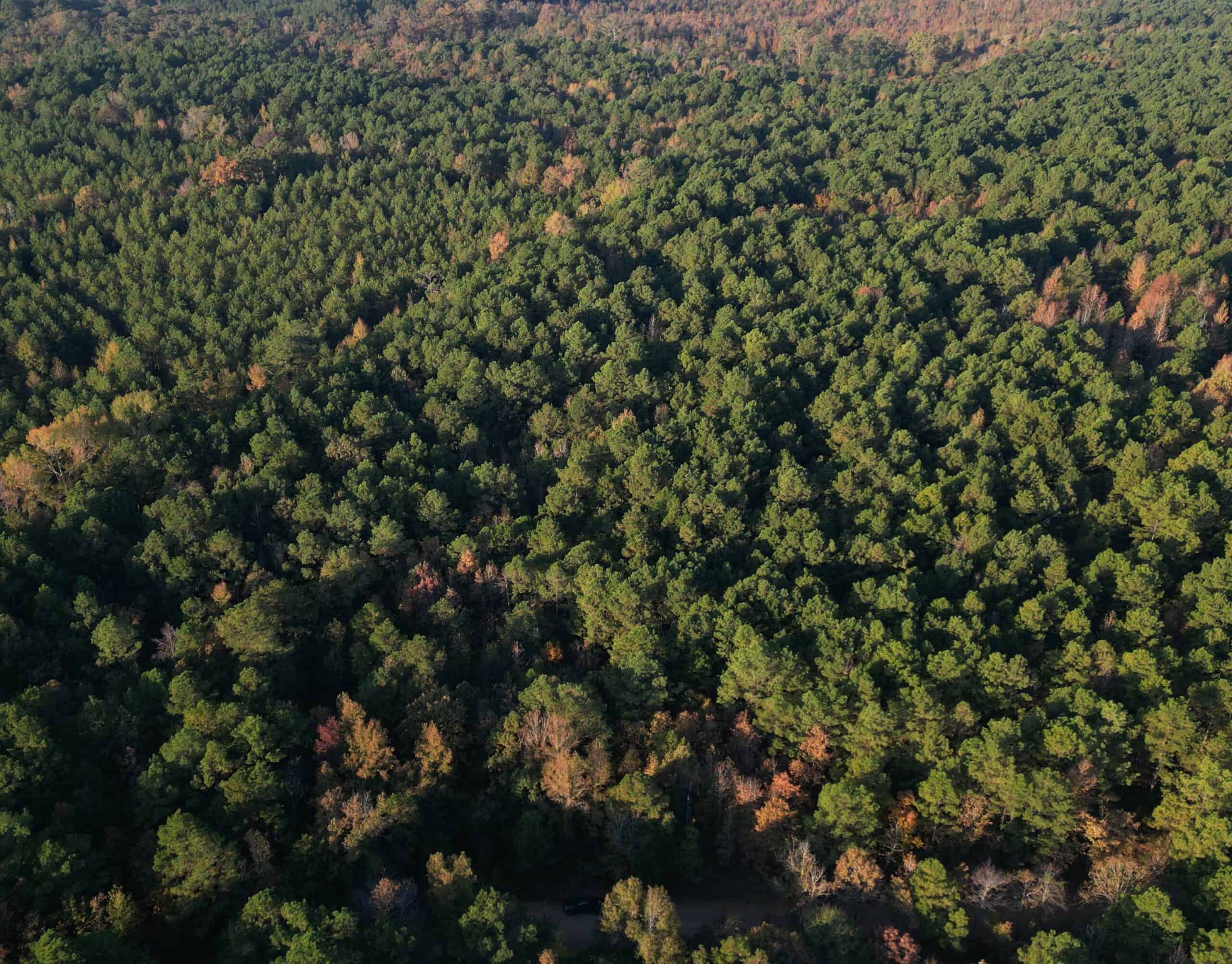 34.82 Ac. Of Miller Co. AR Hunting, Homestead, Timberland