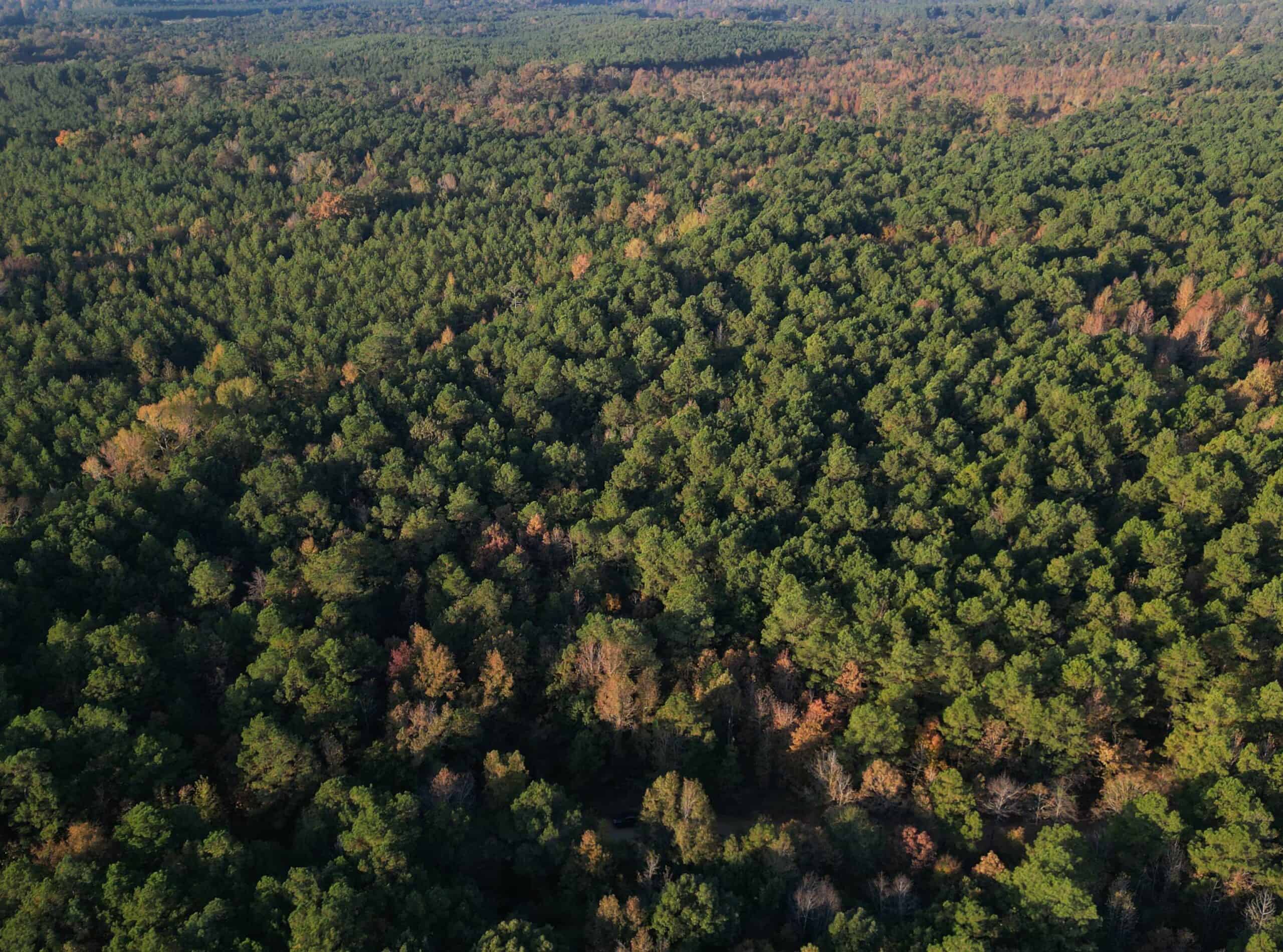 34.82 Ac. Of Miller Co. AR Hunting, Homestead, Timberland