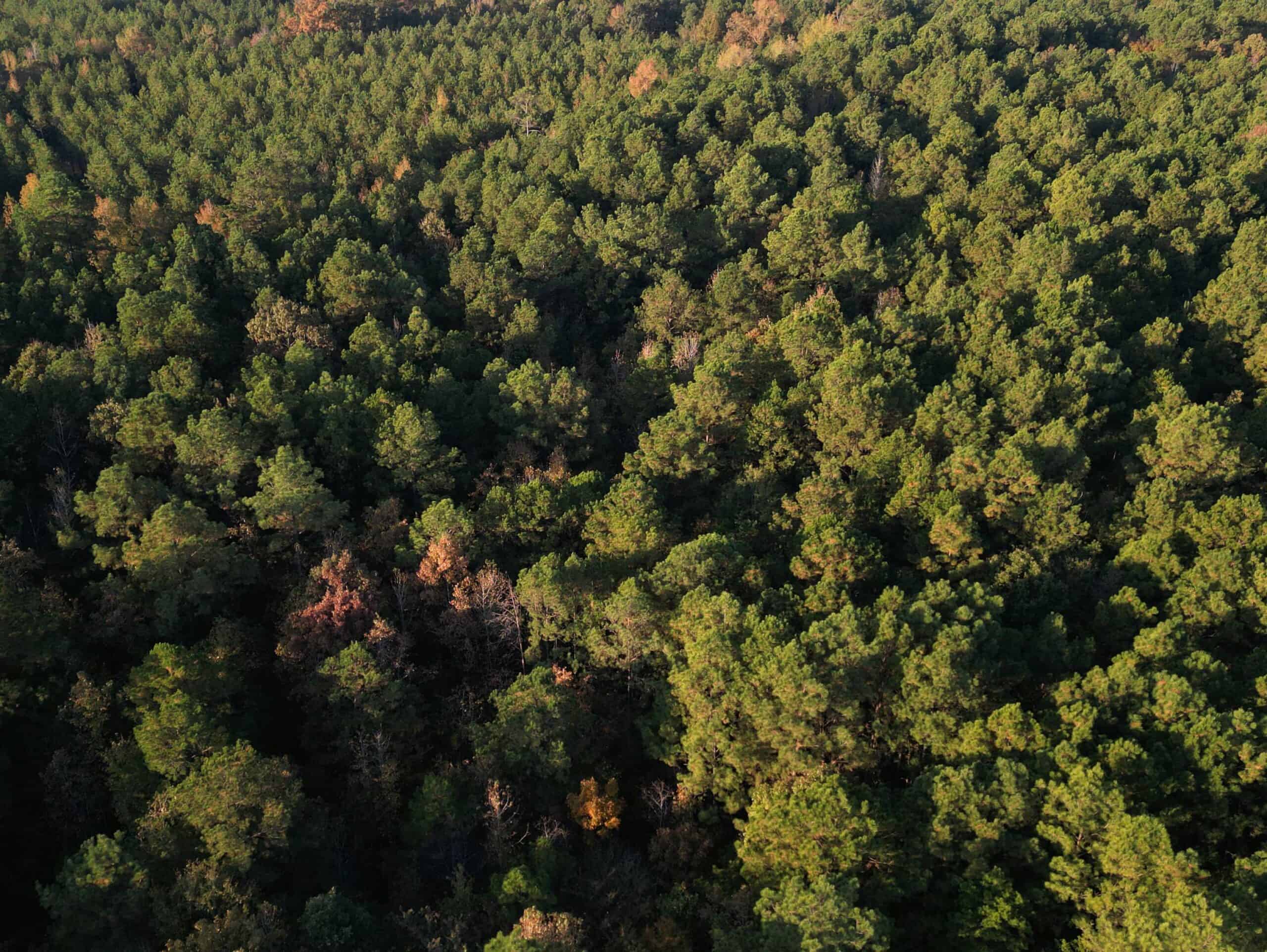 34.82 Ac. Of Miller Co. AR Hunting, Homestead, Timberland