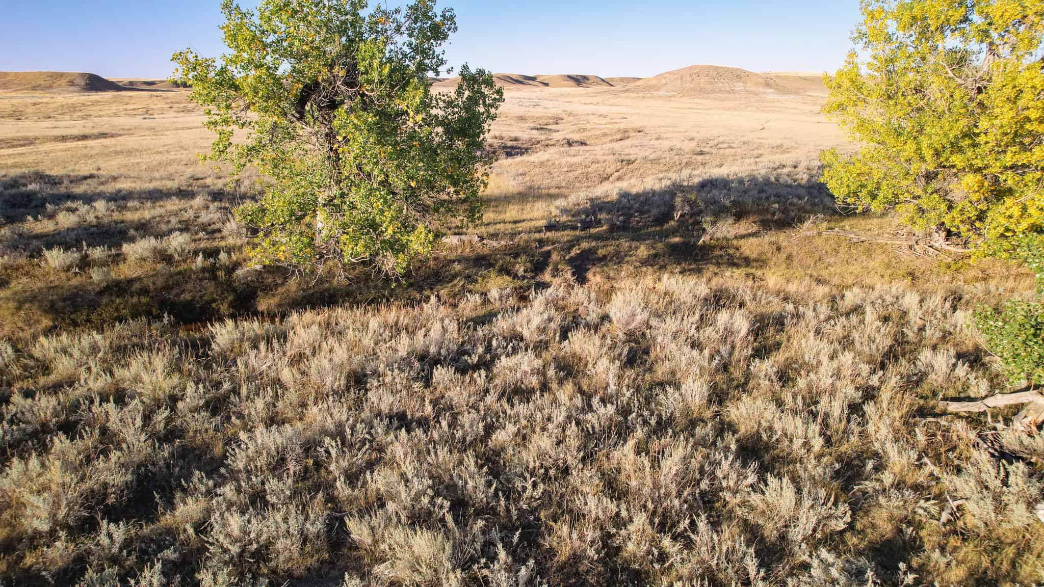 640 ACRE GRAZING  UNIT | DEER & UPLAND BIRD HUNTING-SAVOY MT