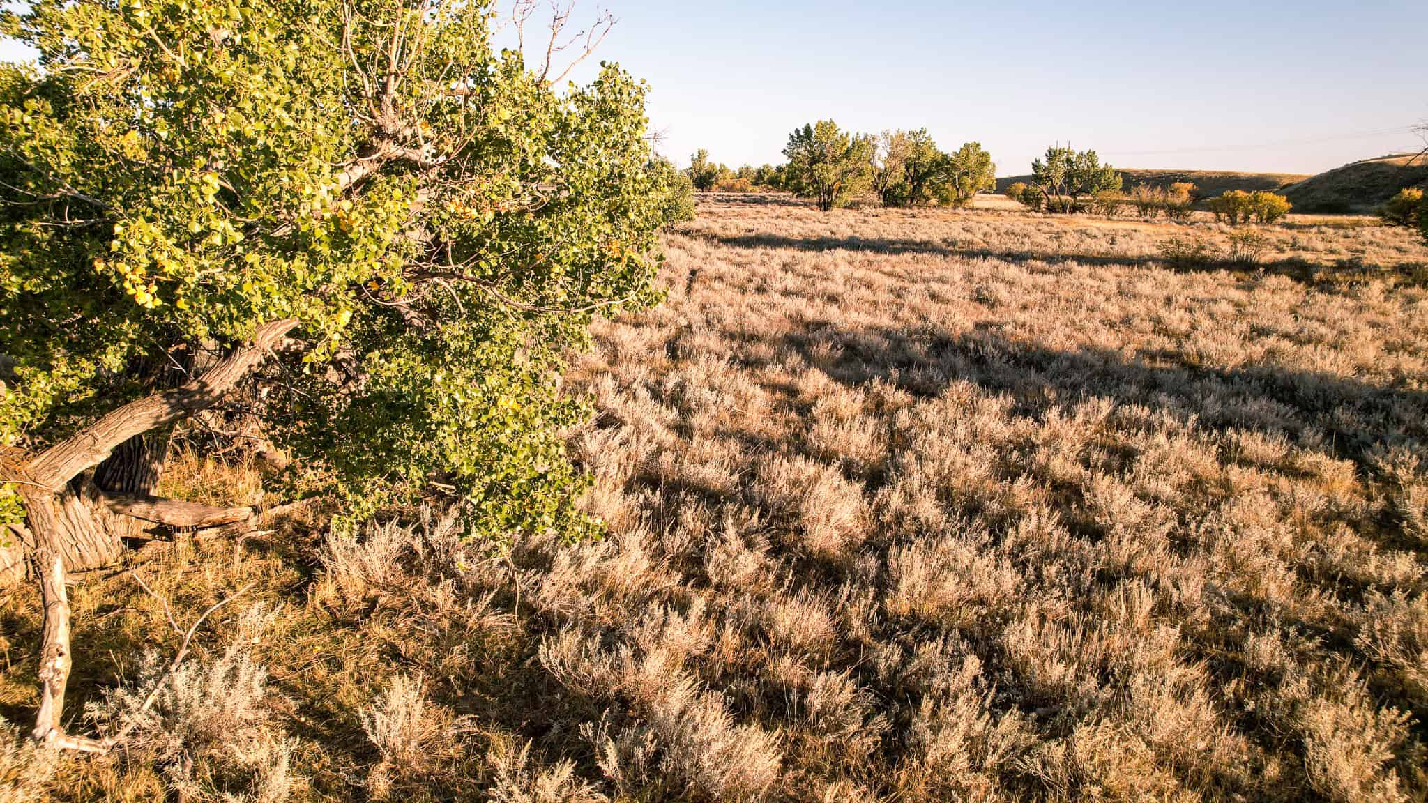 640 ACRE GRAZING  UNIT | DEER & UPLAND BIRD HUNTING-SAVOY MT