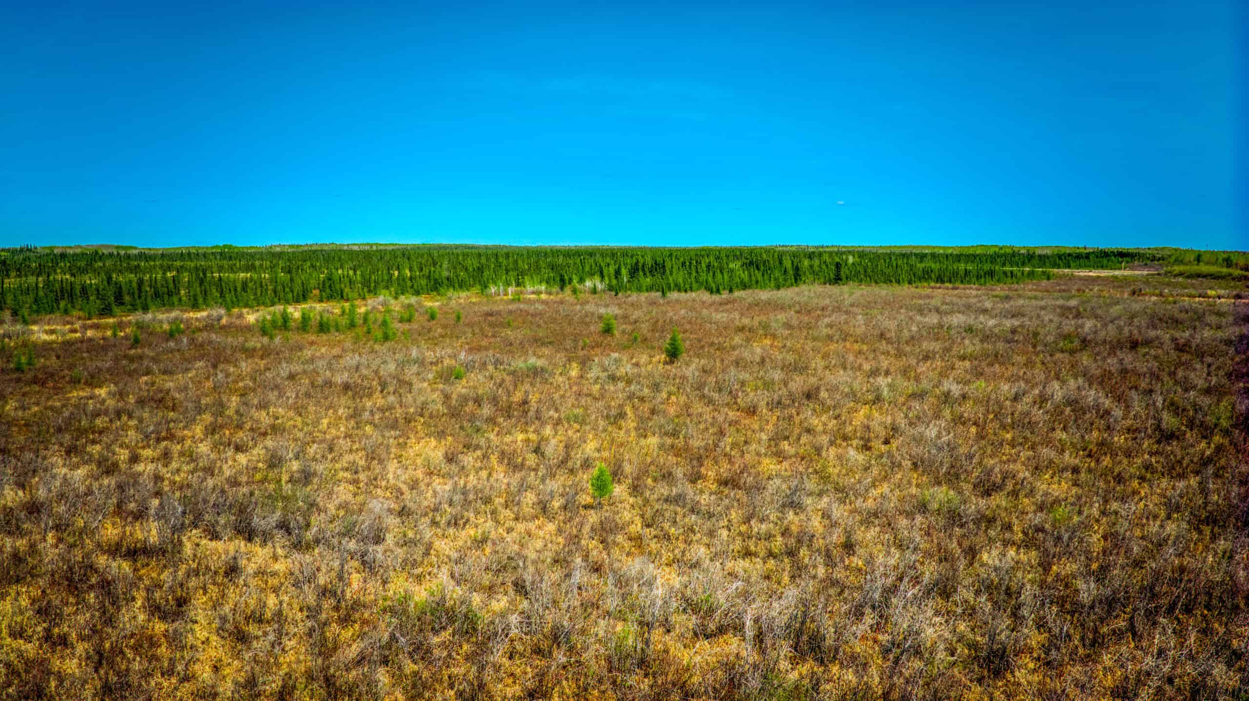 Hunting and Recreational Land for Sale near Baudette, MN