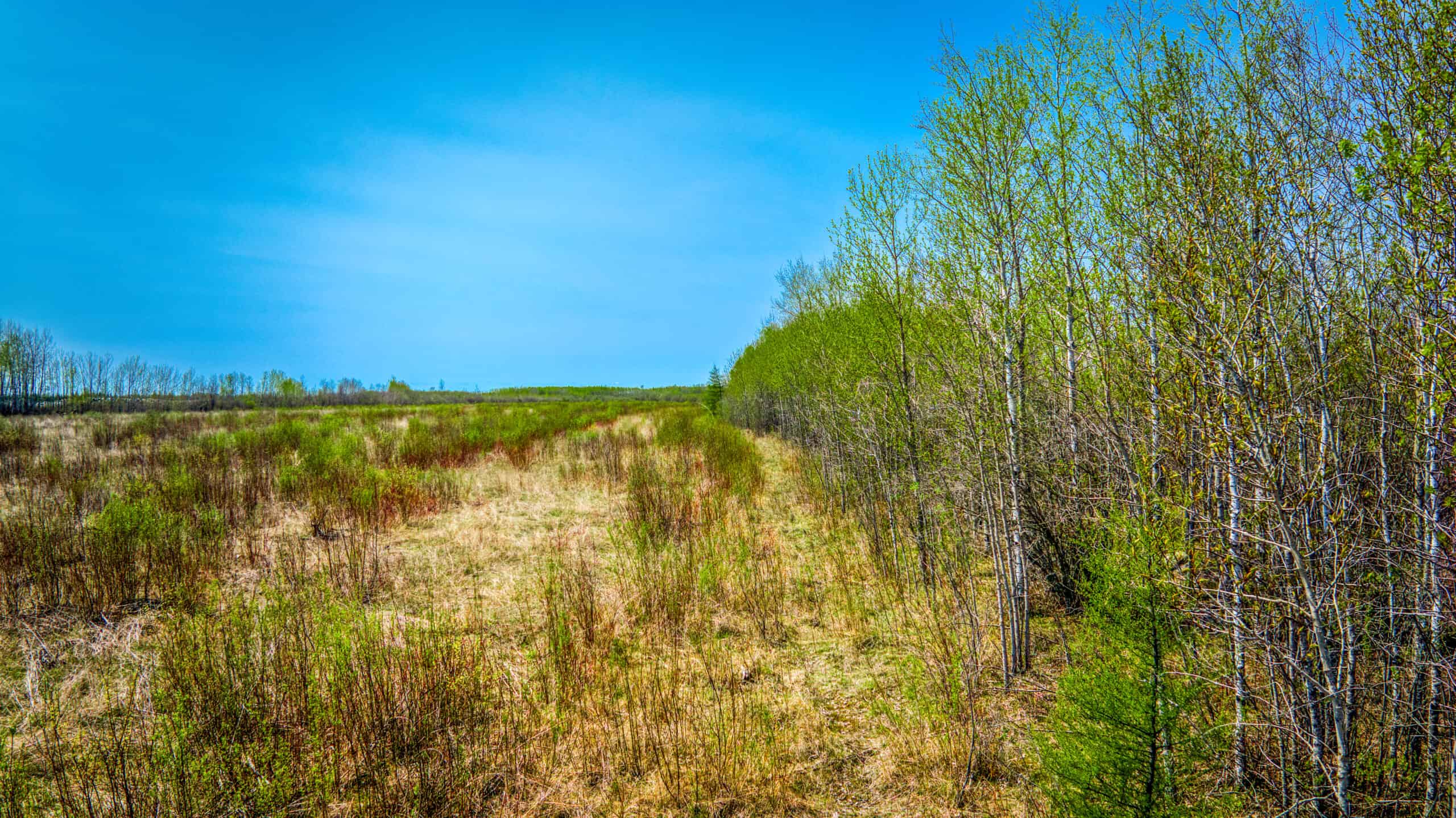 Hunting and Recreational Land for Sale near Baudette, MN