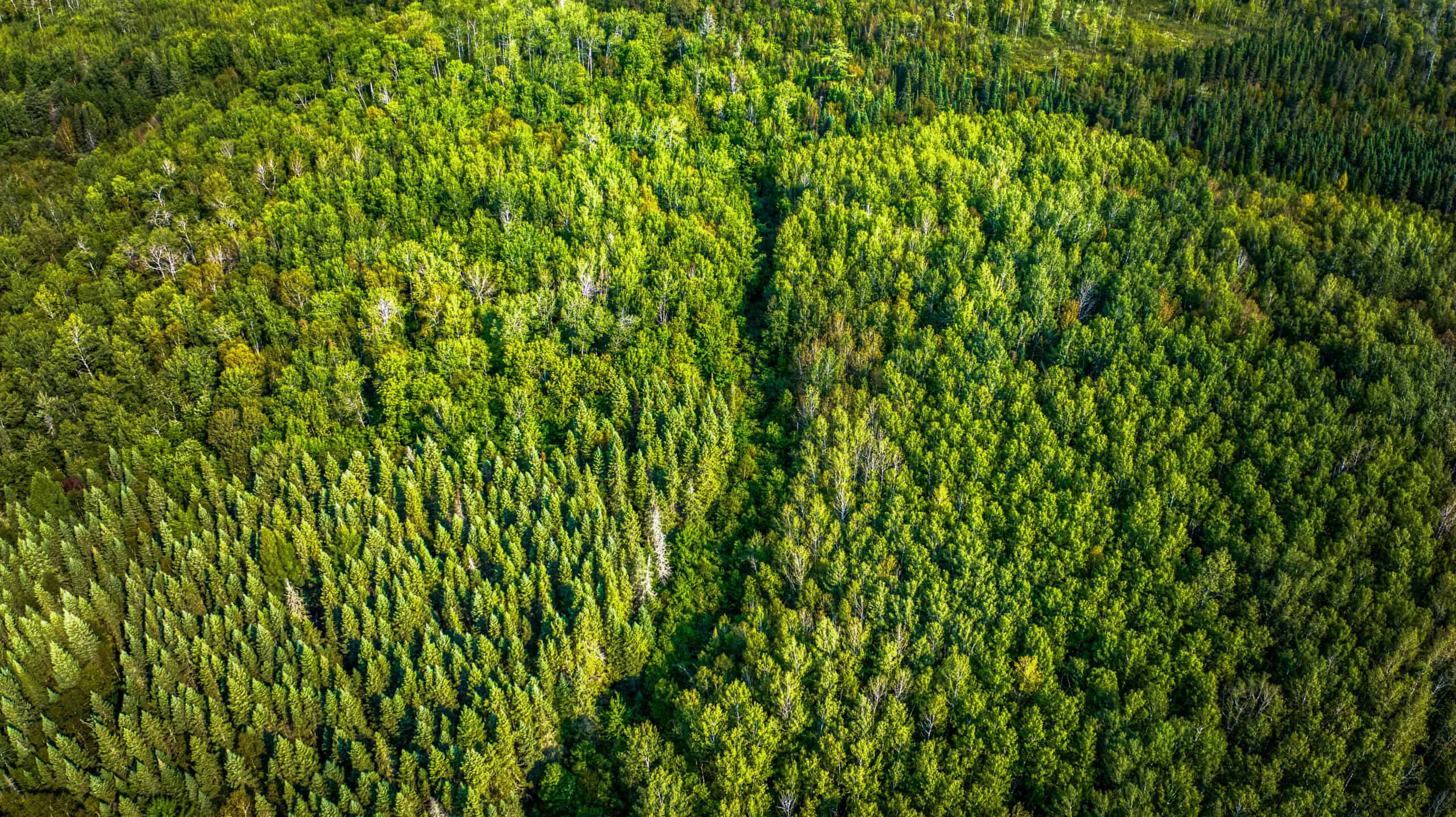 Hunting Land with Cabin & Buildings for Sale in Itasca County, MN