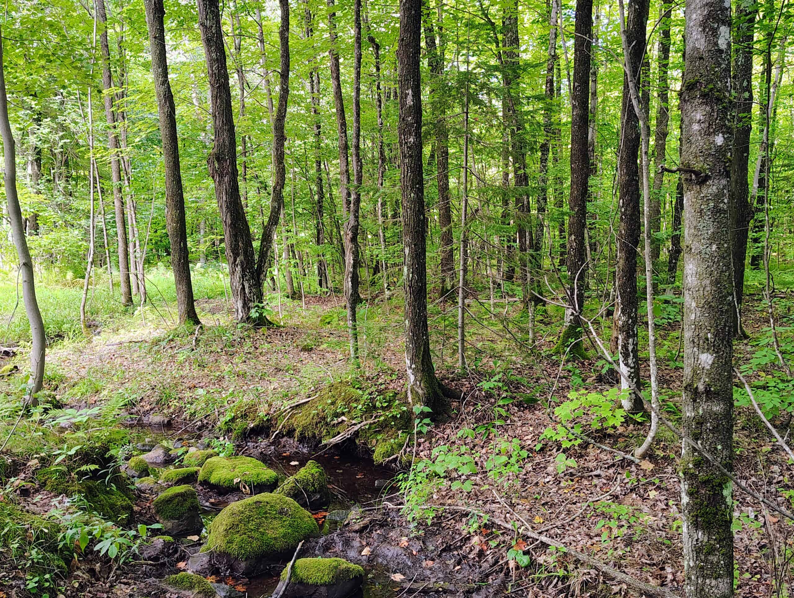 Land for Sale in Ashland County, Wisconsin