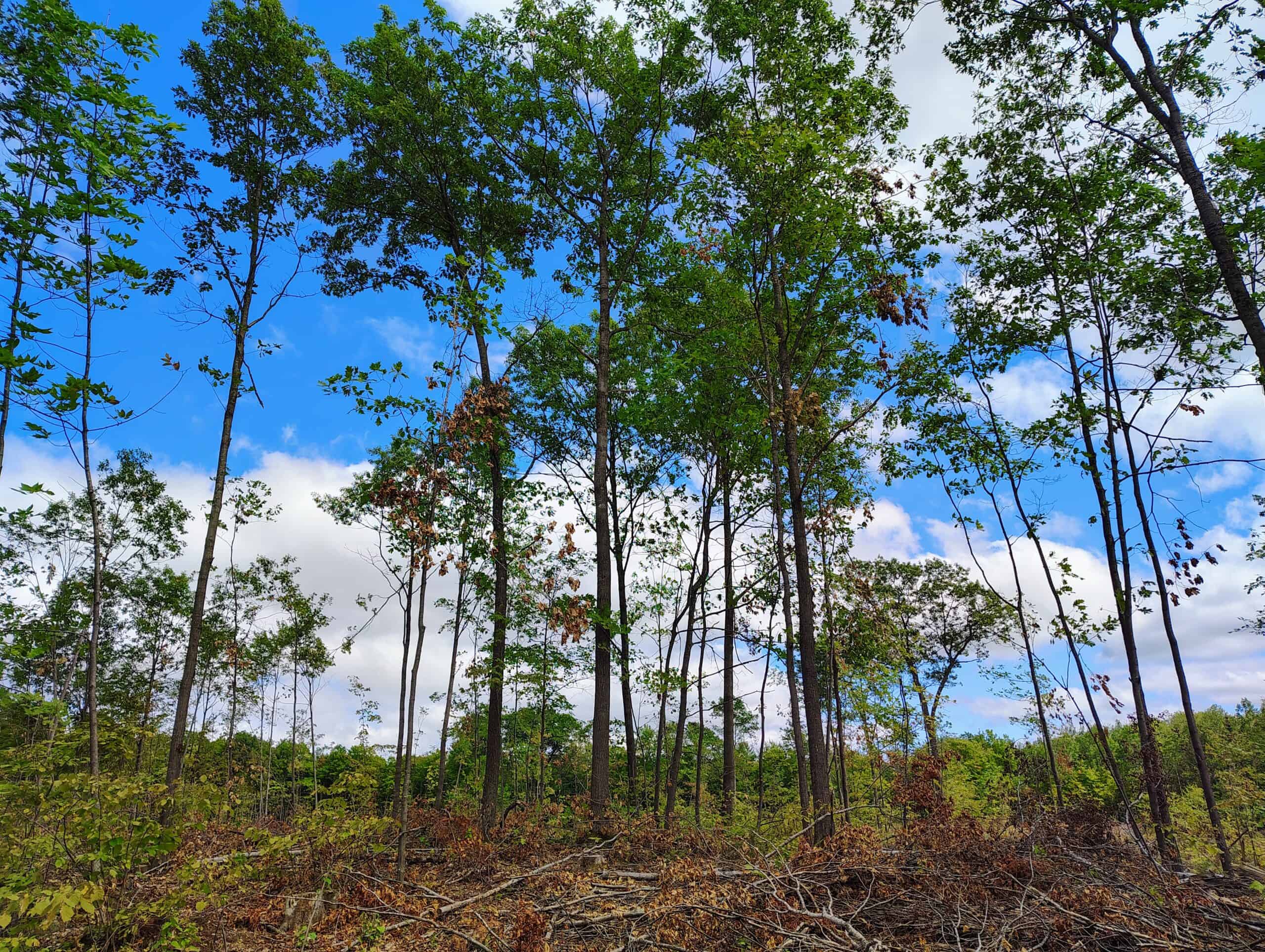 Land for Sale in Ashland County, Wisconsin