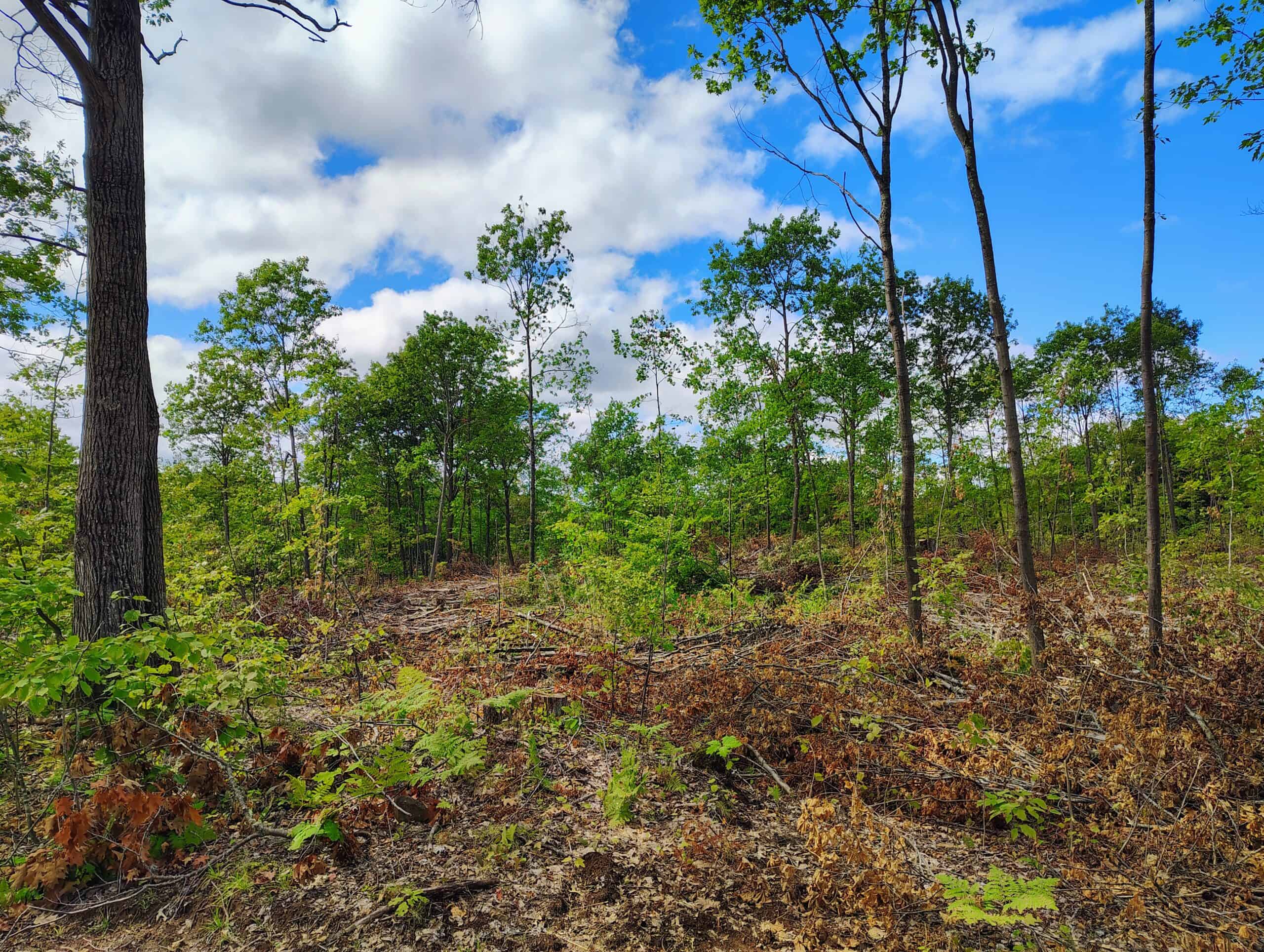 Land for Sale in Ashland County, Wisconsin