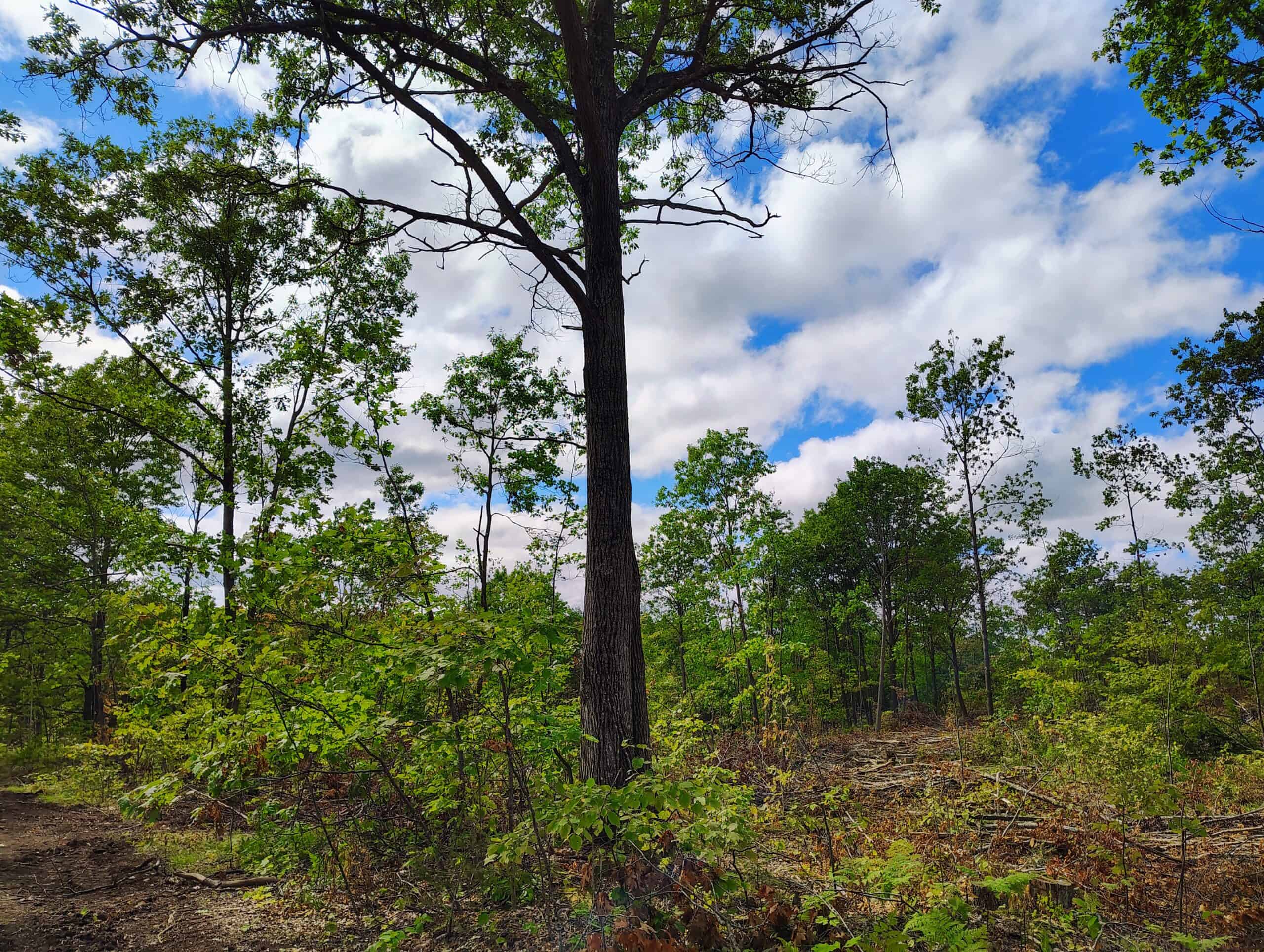 Land for Sale in Ashland County, Wisconsin