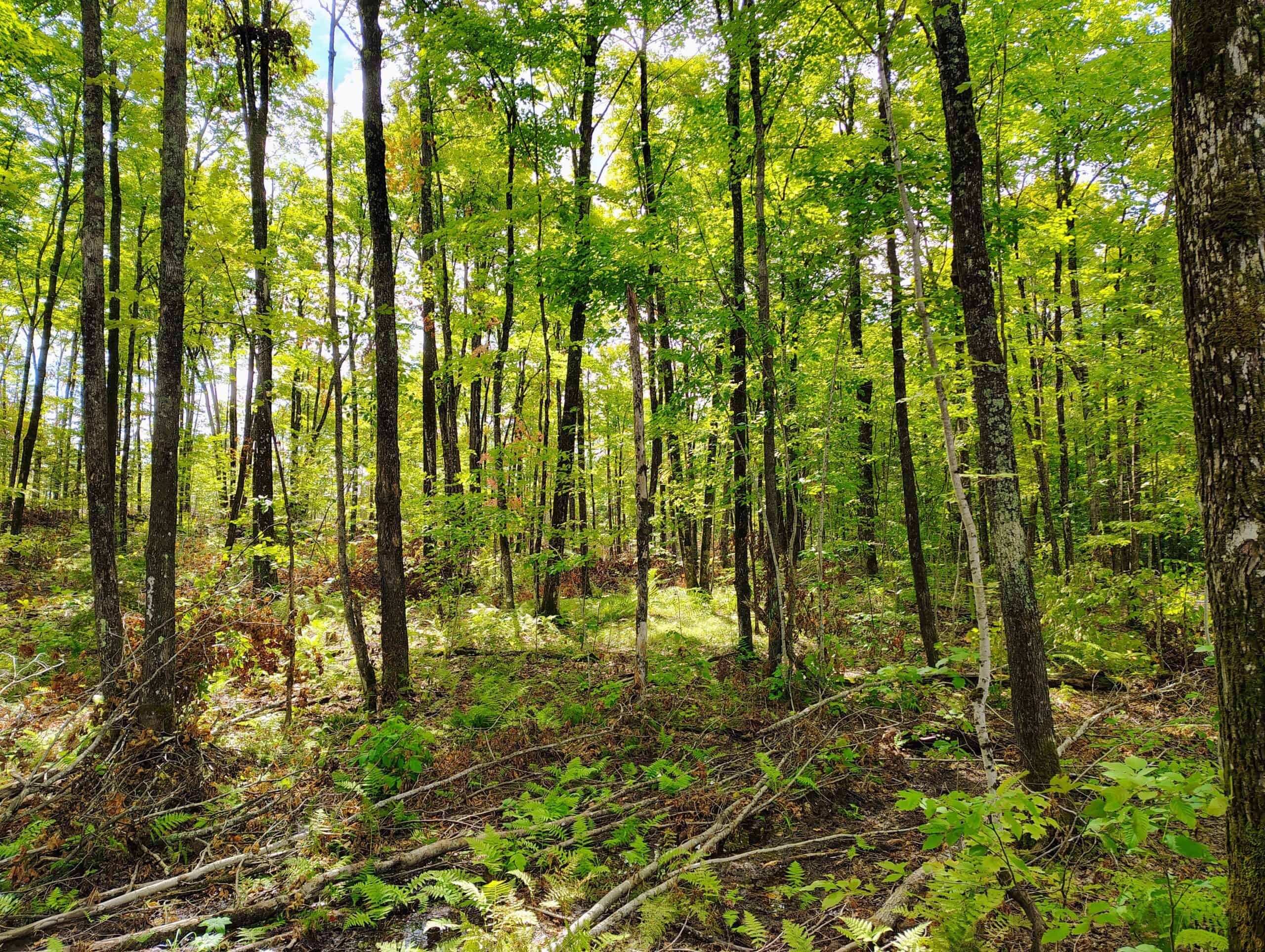 Land for Sale in Ashland County, Wisconsin
