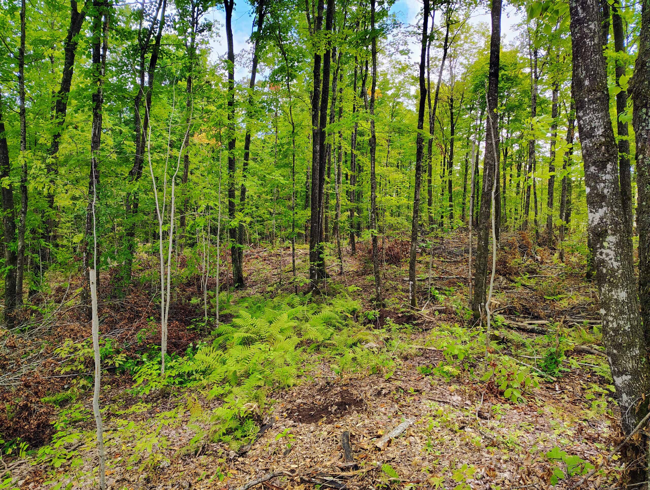 Land for Sale in Ashland County, Wisconsin