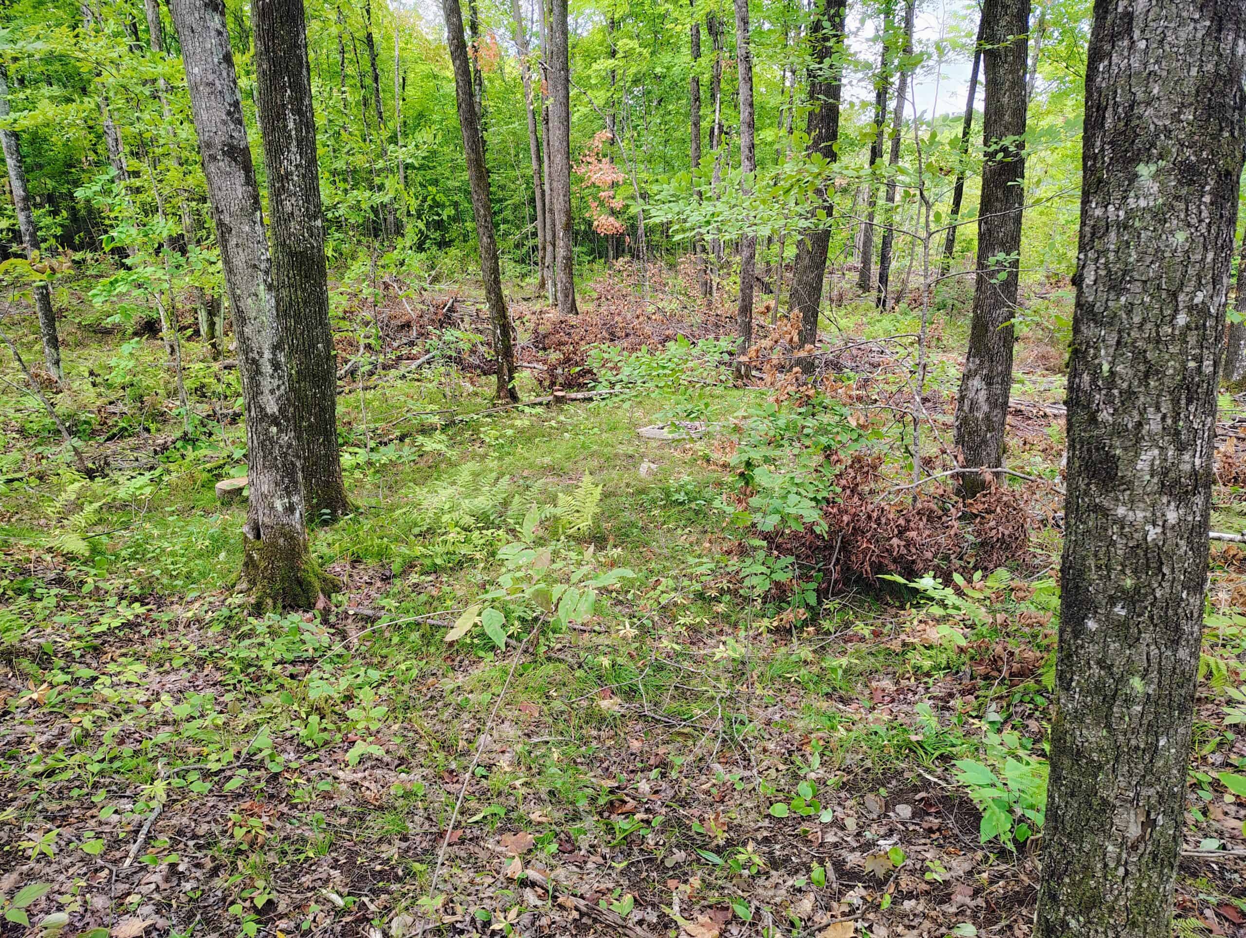 Land for Sale in Ashland County, Wisconsin