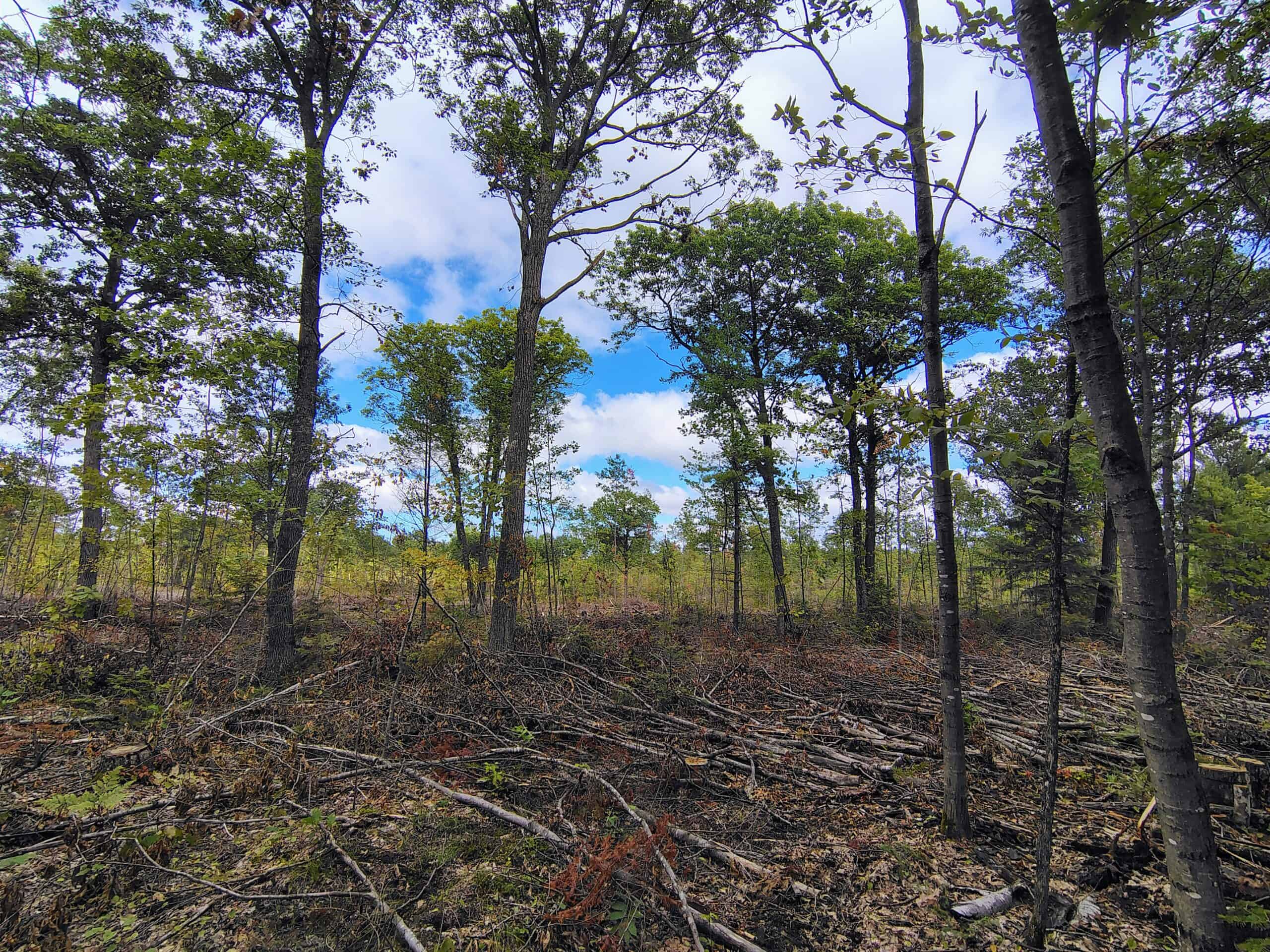 Land for Sale in Ashland County, Wisconsin