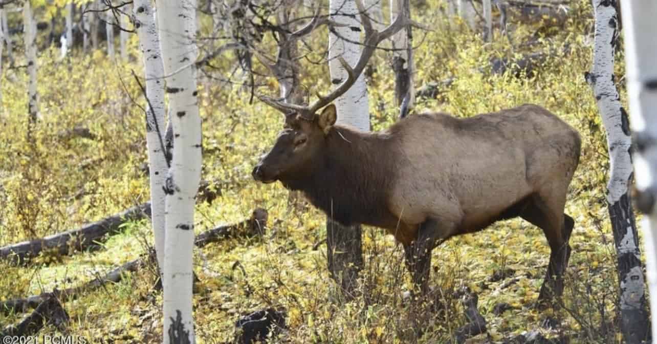 Buckhorn Lakes Ranch–Montrose, CO Elk & Mule Deer Hunting Property for Sale