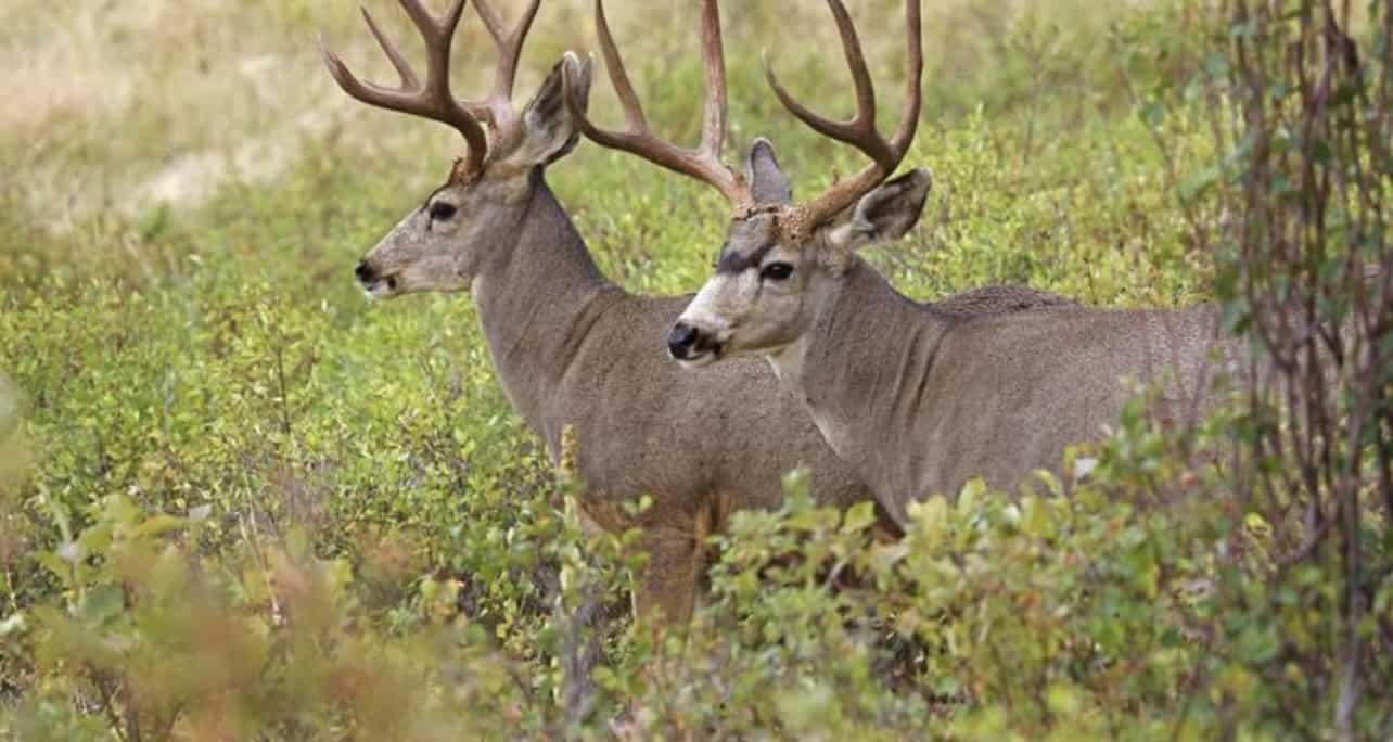 Buckhorn Lakes Ranch–Montrose, CO Elk & Mule Deer Hunting Property for Sale