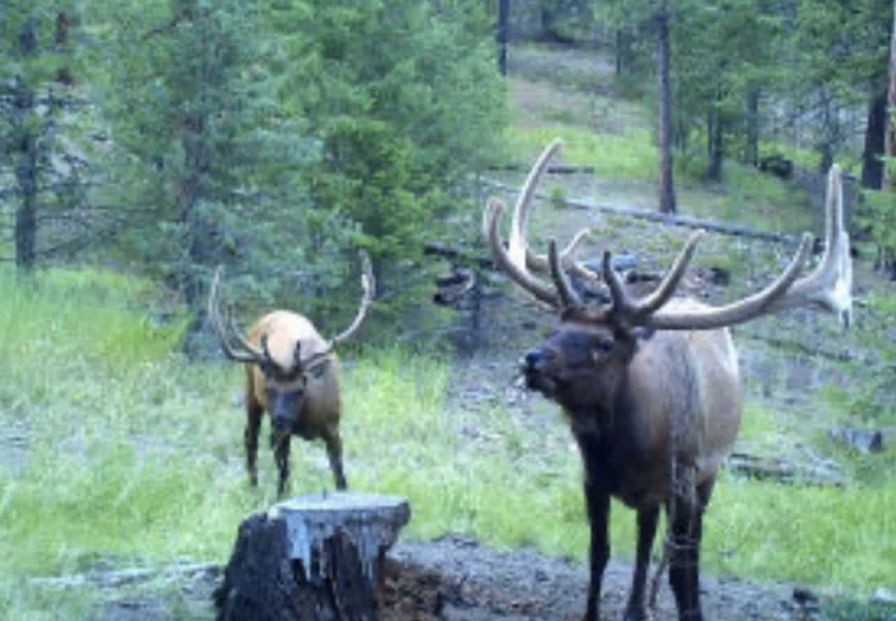 Buckhorn Lakes Ranch–Montrose, CO Elk & Mule Deer Hunting Property for Sale