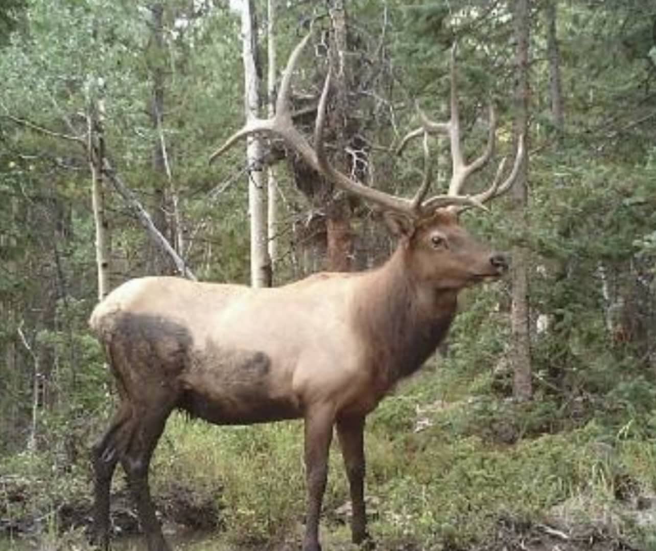 Buckhorn Lakes Ranch–Montrose, CO Elk & Mule Deer Hunting Property for Sale