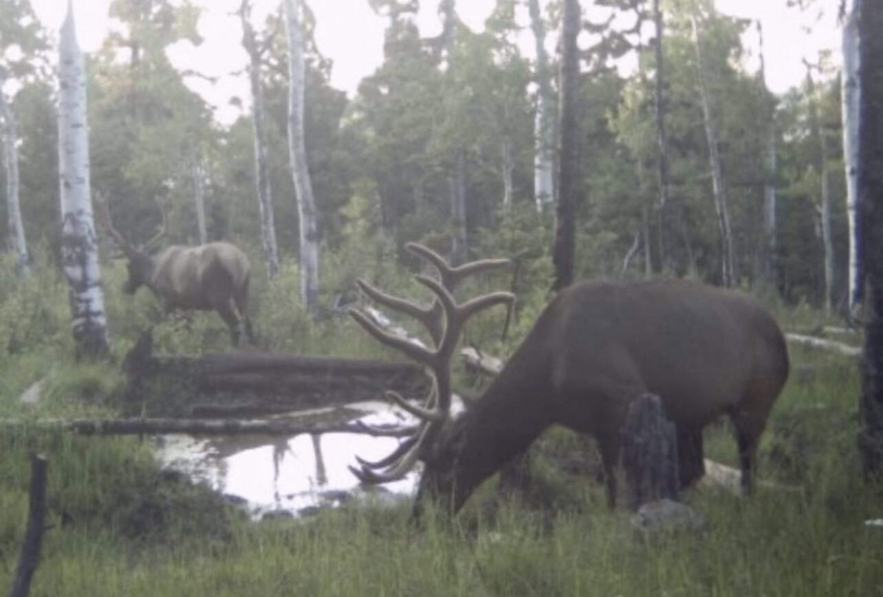 Buckhorn Lakes Ranch–Montrose, CO Elk & Mule Deer Hunting Property for Sale
