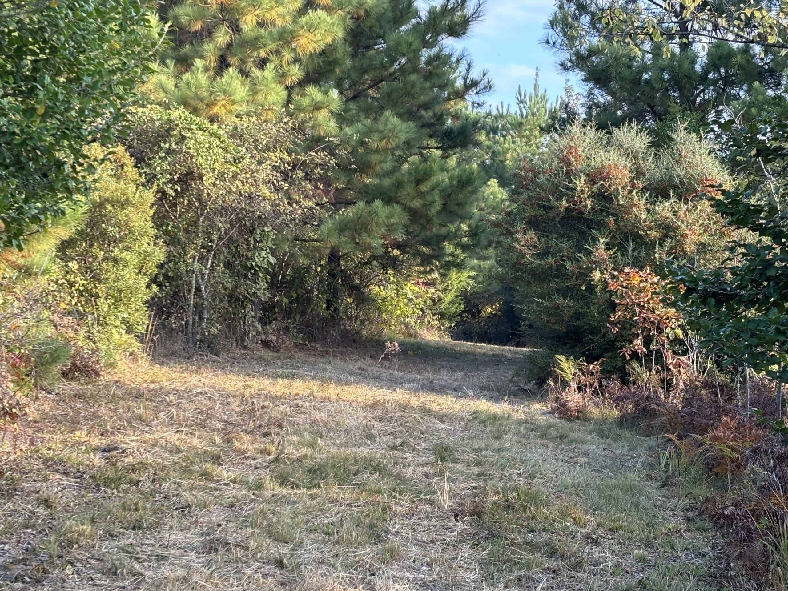 Secluded 12.6 Acres in Linden, Texas Hunting/Homesteading