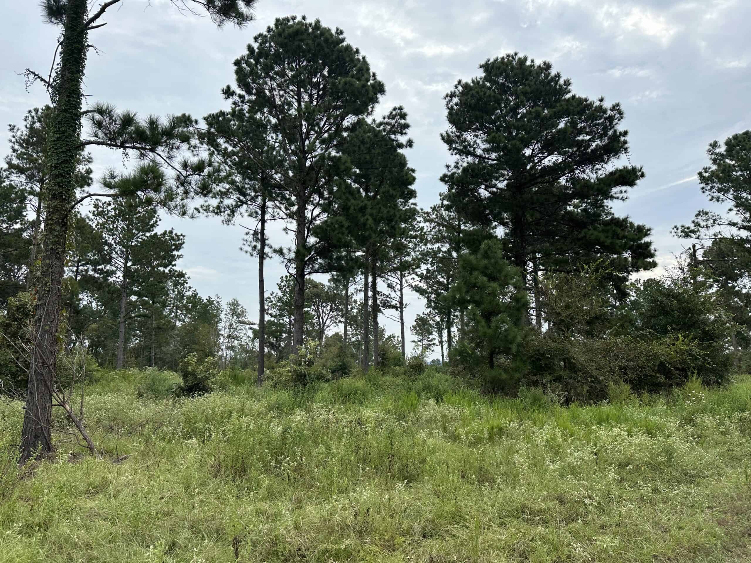 East Texas Hunting/Recreational/Timber Tract For Sale